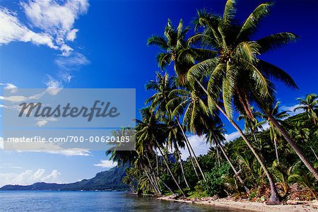 Palm Trees on Beach, Matira, Bora Bora, French Polynesia