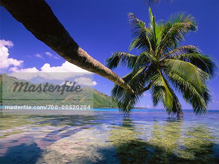 Palm Tree Hanging over Water, Opunohu Bay, Pacific Ocean, Moorea, Tahiti, French Polynesia