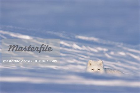 Arctic Fox, Queen Maud Gulf, Nunavut