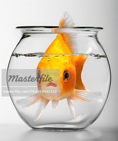 Big Fish in Small Fishbowl - Stock Photo - Masterfile - Rights