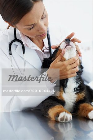 Veterinarian Examining Puppy