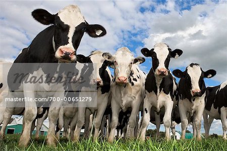 Dairy Cows