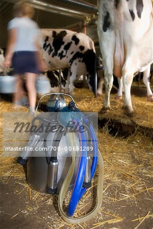 Portable Milking Machine in Barn
