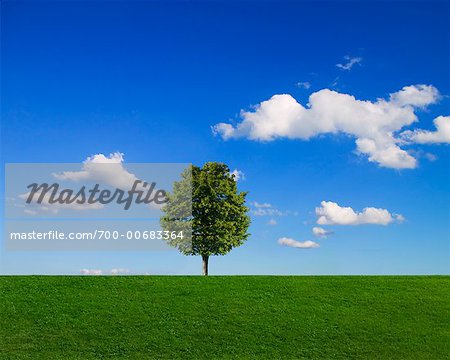 Lone Maple Tree in Field