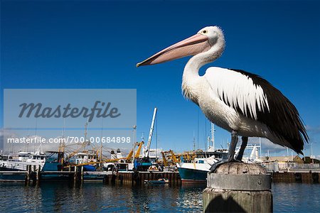 Pelican, Fremantle, Australia