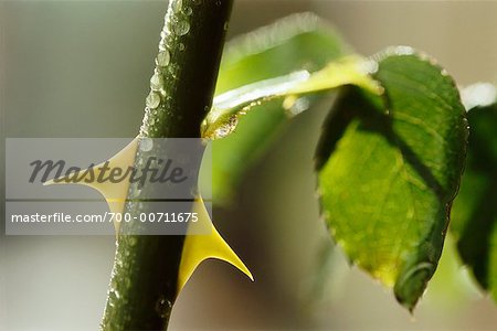 Close Up of Thorns