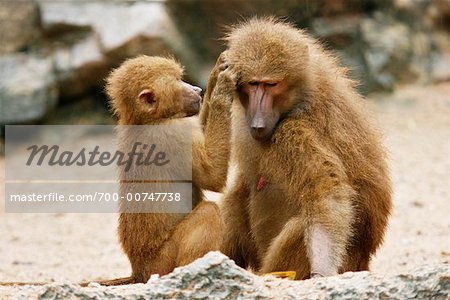 Hamadryas Baboons Grooming Each Other, Singapore Zoo, Singapore