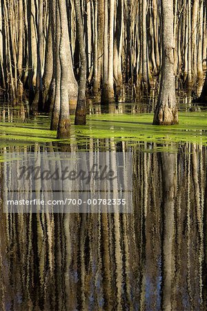 Cypress Swamp Trees, Louisiana Purchase State Park, Arkansas, USA