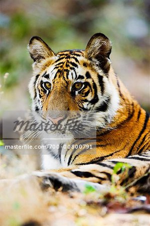 Portrait of Tiger