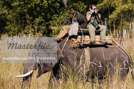 Mahout and Photographer Riding Elephant, Bandhavgarh National Park, Madhya Pradesh, India