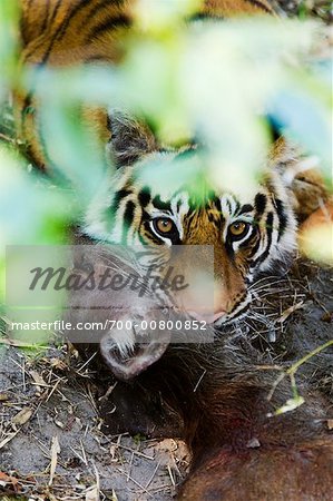 Tiger with Sambar Deer Kill, Bandhavgarh National Park, Madhya Pradesh, India