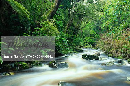 Stream in Rainforest, Catlins, South Island, New Zealand