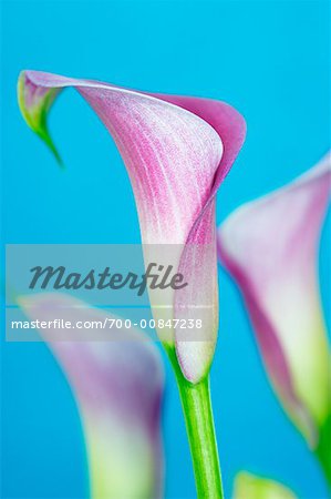 Close Up of Calla Lilies