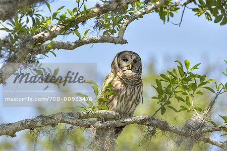 Barred Owl, Osceola County, Florida, USA