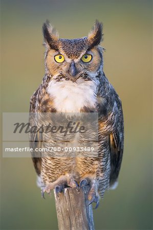 Great Horned Owl, Osceola County, Florida, USA