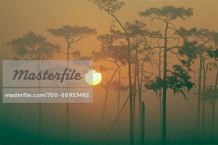 Sunrise through Trees, Osceola County, Florida, USA