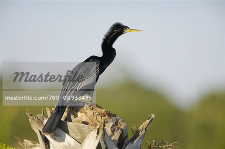 Anhinga in Wetland Marsh, Florida, USA