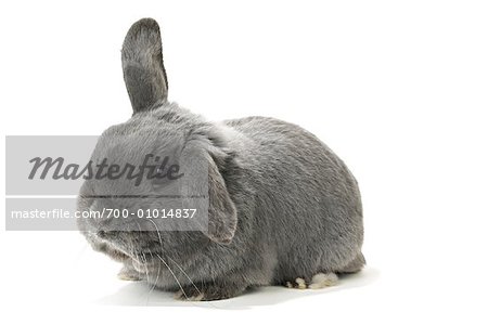 Lop-Eared Rabbit