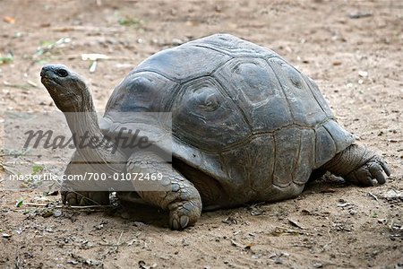 Giant Tortoise