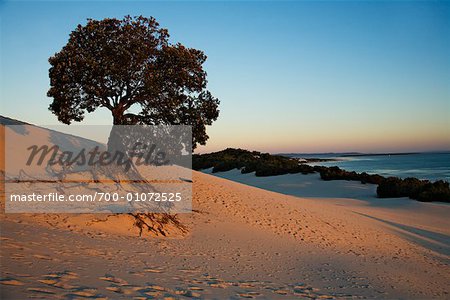 Lone Tree on Beach, Moreton Island, Queensland, Australia