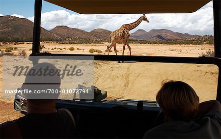 People on Safari Watching Giraffe, South Africa