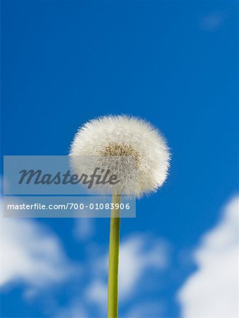 Dandelion