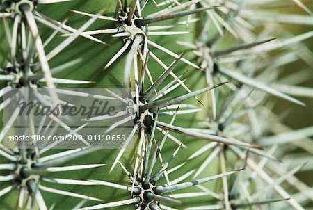 Close-Up of Barrel Cactus