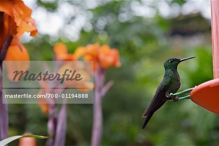 Hummingbird on Bird Feeder