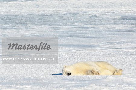 Sleeping Polar Bear, Churchill, Manitoba, Canada