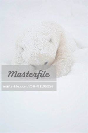 Polar Bear Covering Face in Snow Storm, Churchill, Manitoba, Canada Polar Bear Covering Face in Snow Storm, Churchill, Manitoba, Canada