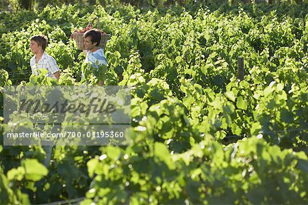 Father and Son in Vineyard