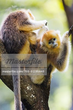 Golden Monkey, Zhouzhi National Nature Reserve, Shaanxi Province, China