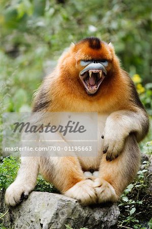 Golden Monkeys, Qinling Mountains, Shaanxi Province, China