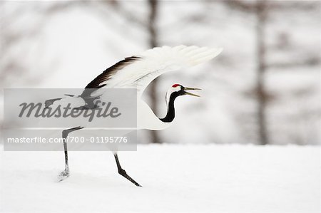 Red Crowned Crane, Tsurui, Hokkaido, Japan