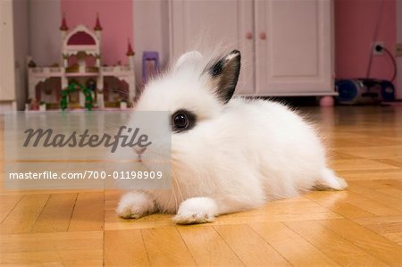 Portrait of Rabbit