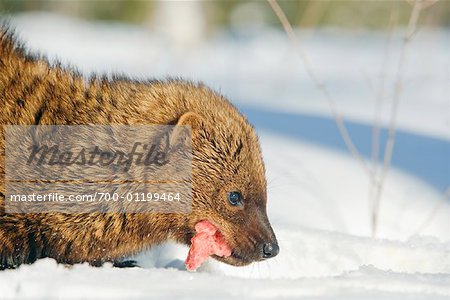 Fisher Eating Prey