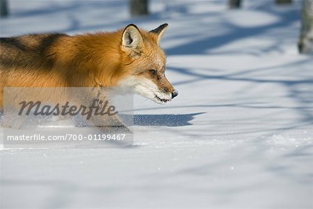 Red Fox Hunting