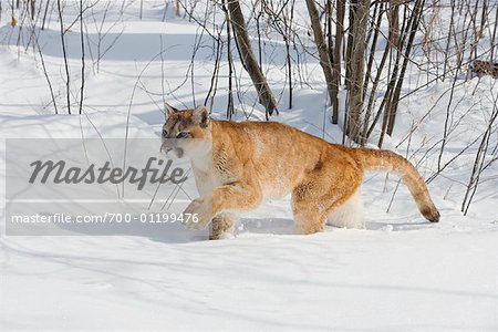 Cougar Walking in Snow