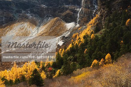 Larches, Yading Nature Reserve, Sichuan Province, China