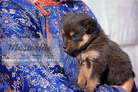 Mongolian store mastiff puppy