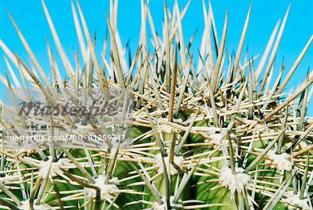 Close-Up of Cactus