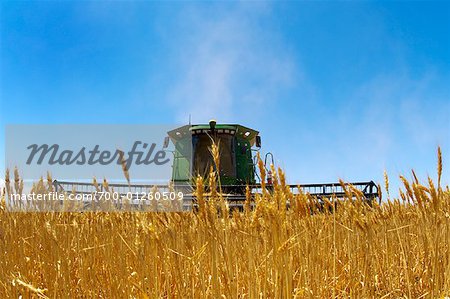 Combine Harvester in Wheat Field, Warracknabeal, Victoria, Australia