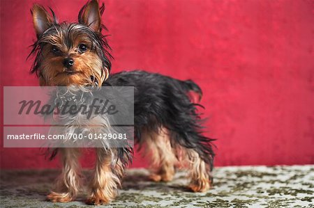 Portrait of Yorkshire Terrier