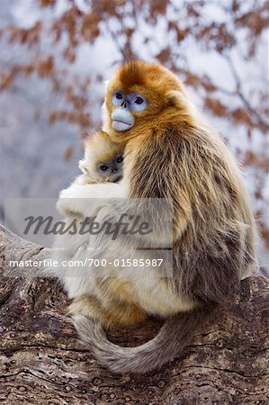 Mother and Young Golden Monkeys, Qinling Mountains, Shaanxi Province, China