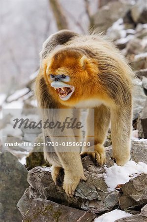 Golden Monkey in Threatening Pose, Qinling Mountains, Shaanxi Province, China