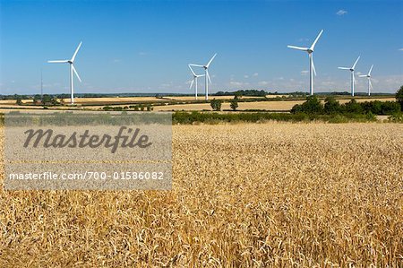 Wind Farm and Wheat Field