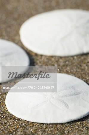 Close-up of Sand Dollars