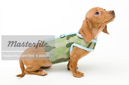 Dachshund Wearing Camoflage Outfit