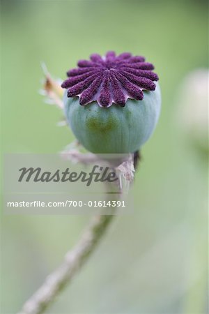 Close-up of Corn Poppy Pod