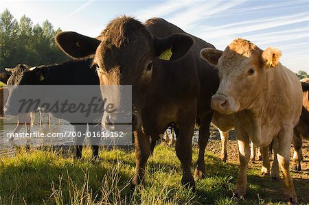 Cow in Field, Sudbury, Suffolk, England